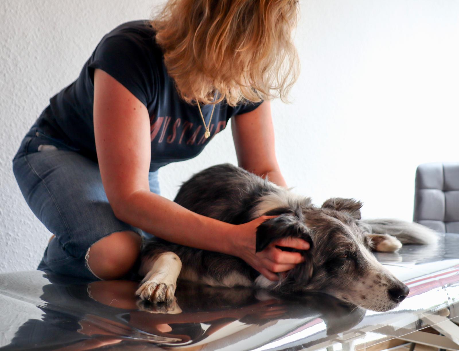 Hund liegt entspannt auf der Behandlungsliege und wird ruhig behandelt